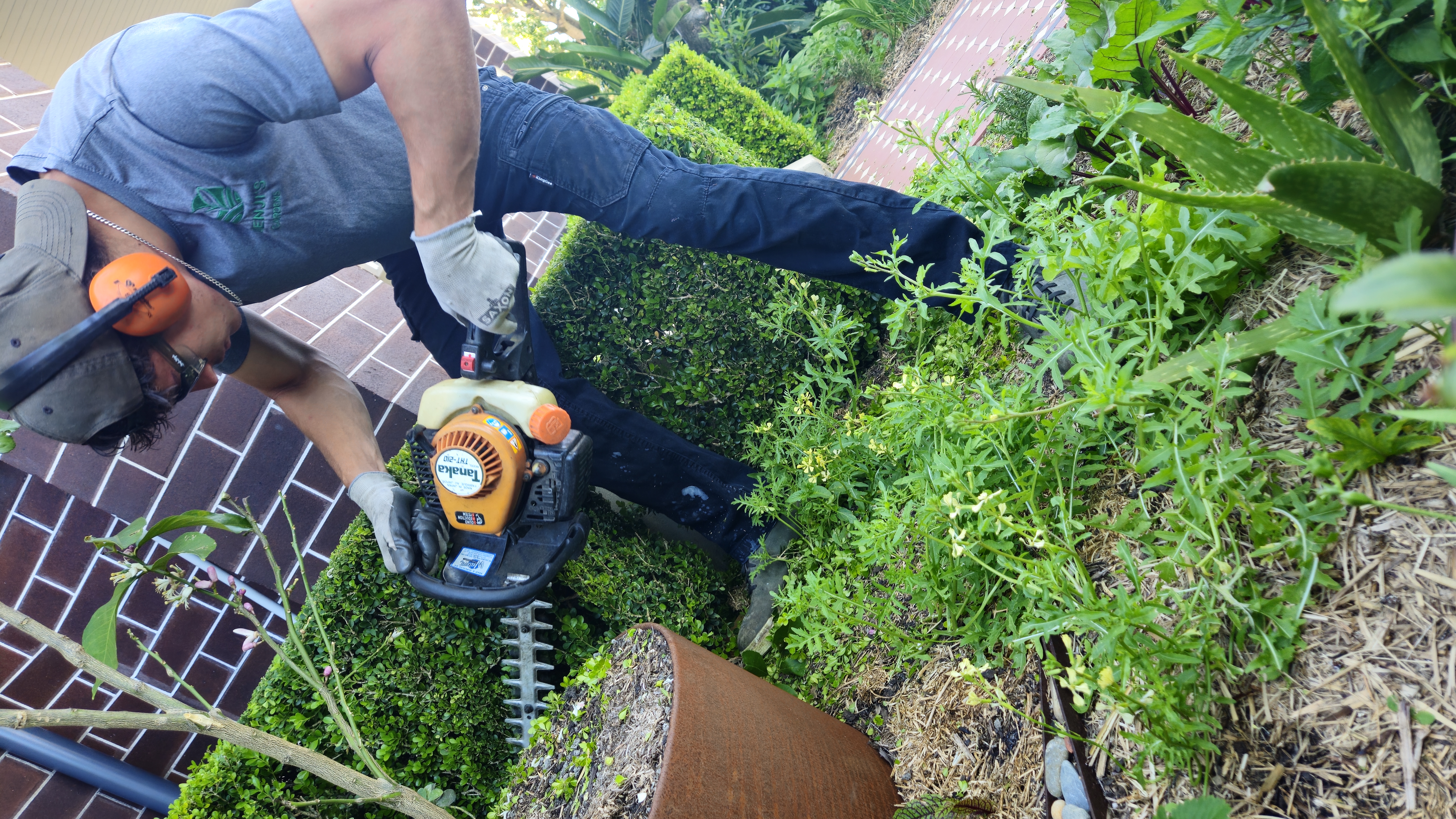 Low buxus hedge shaped to a flat, precise plane — Five Dock