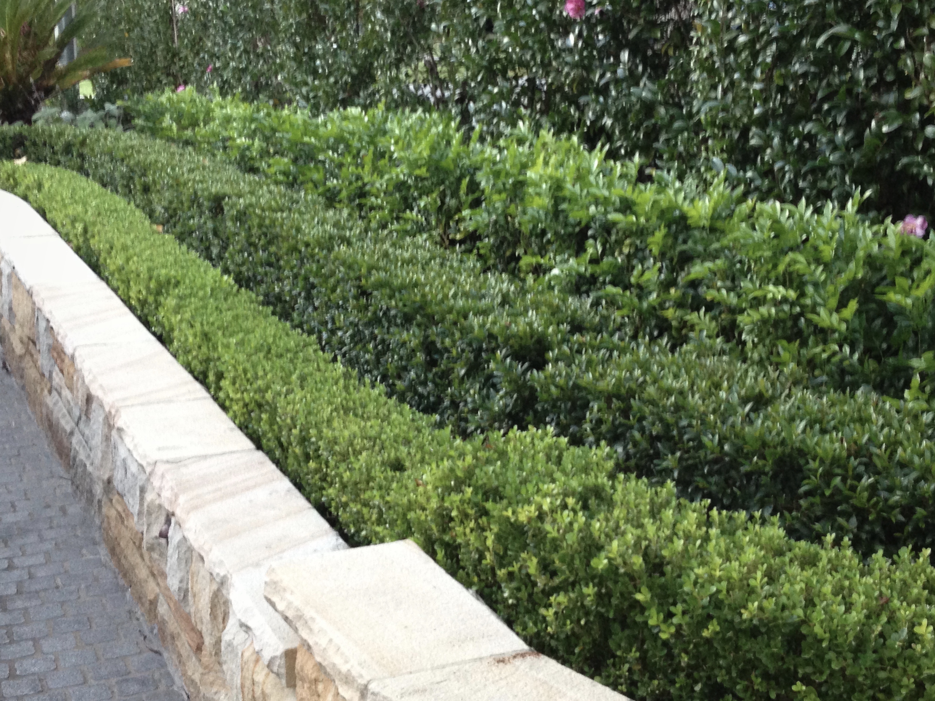 Buxus hedge wave along sandstone garden wall — Sydney