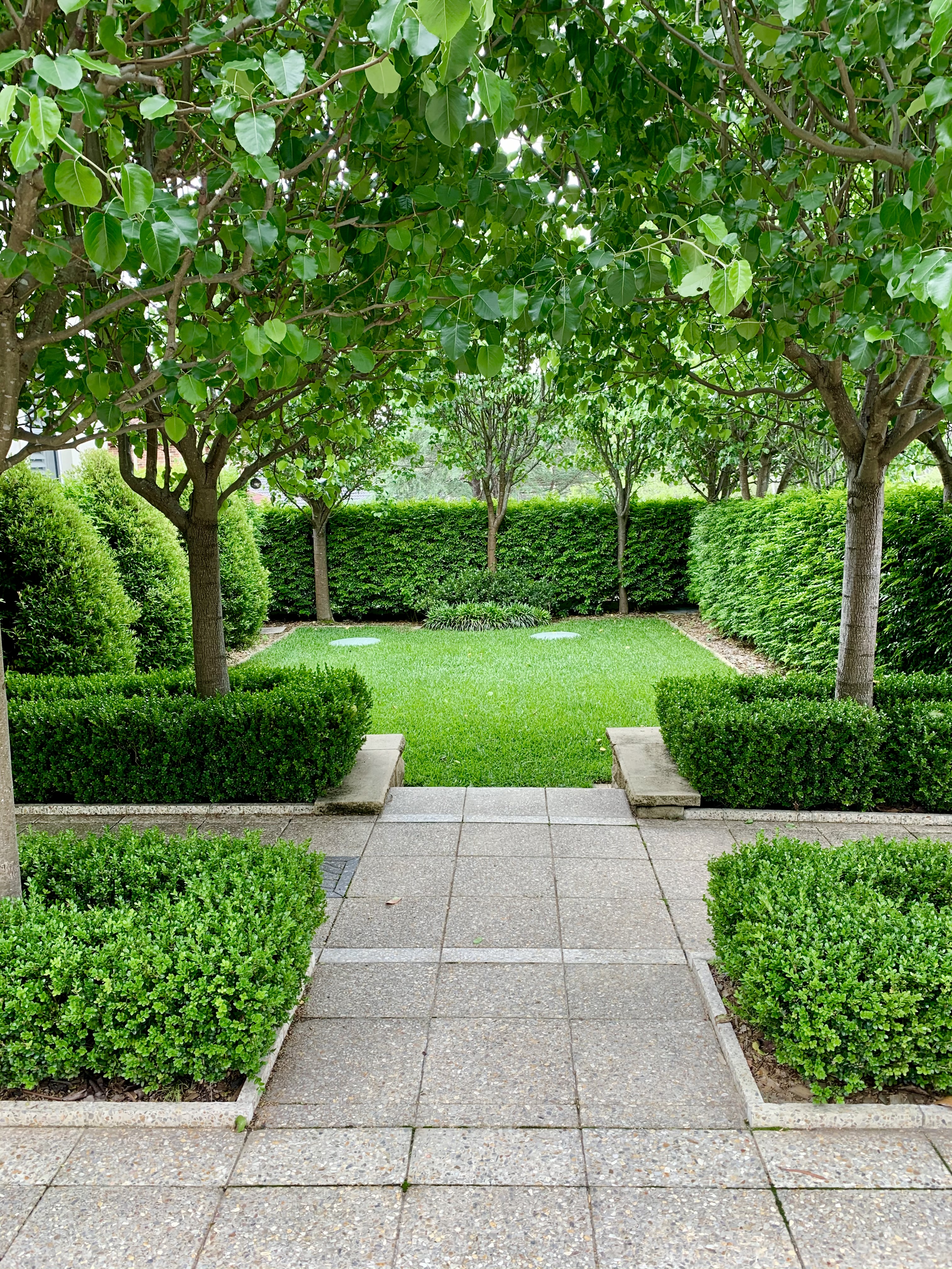 Immaculate formal buxus garden with granite path — Sydney