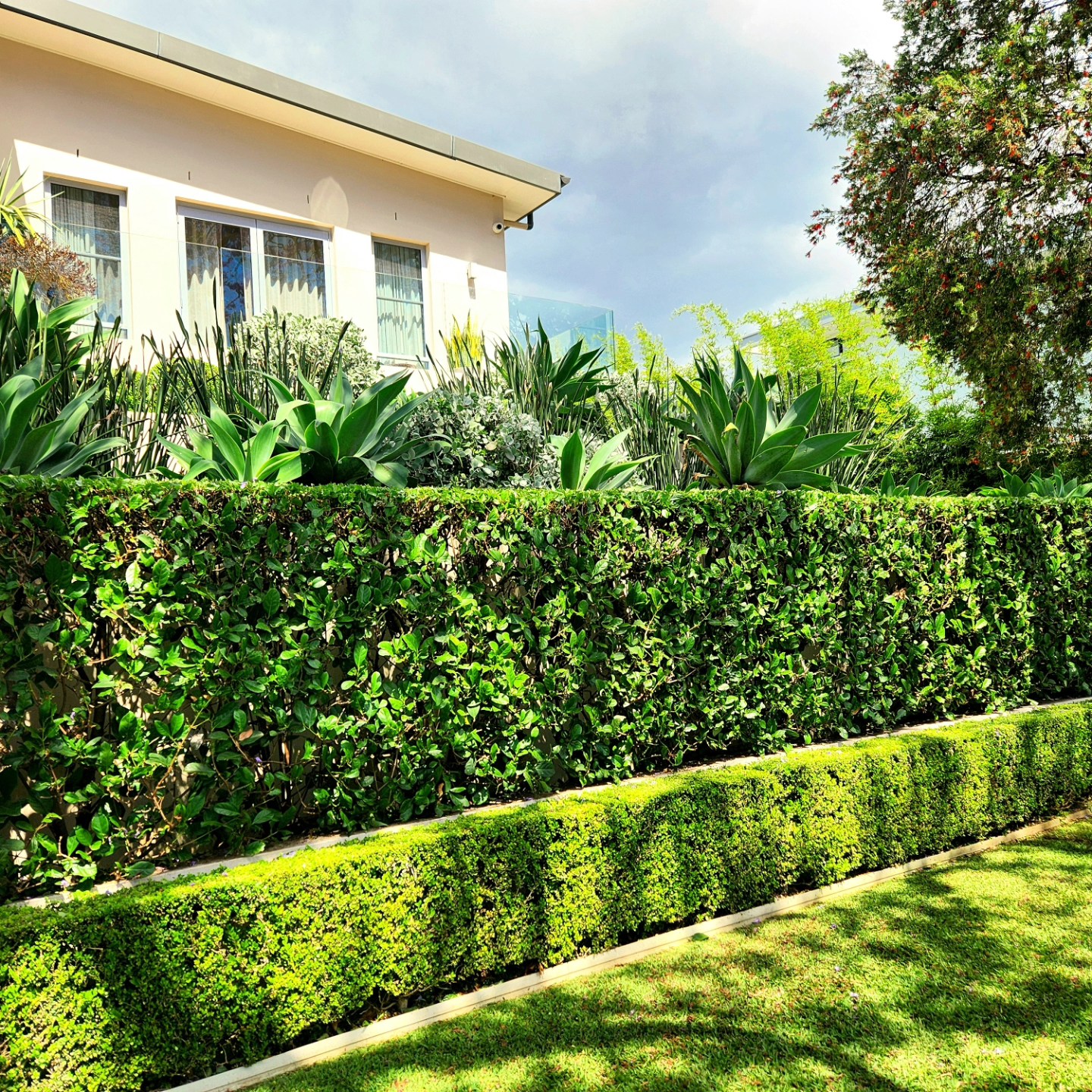 Layered formal hedge along rendered wall — Sydney