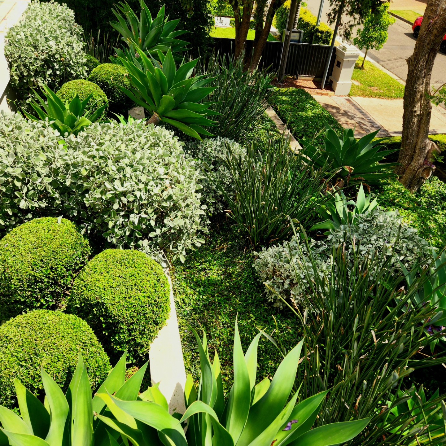 Top-down view of buxus spheres and formal hedging — Inner West Sydney